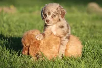 Twix, a female Miniature Aussiedoodle for sale in Grand Rapids, MI – 2 of 6