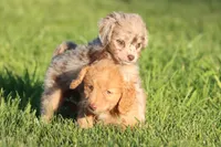 Twix, a female Miniature Aussiedoodle for sale in Grand Rapids, MI – 5 of 6