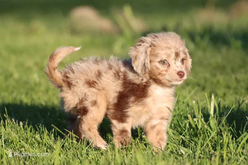 Twix – Miniature Aussiedoodle puppy for sale in Grand Rapids, MI