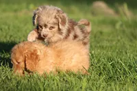 Twix, a female Miniature Aussiedoodle for sale in Grand Rapids, MI – 3 of 6