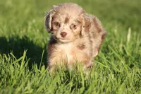 Twix, a female Miniature Aussiedoodle for sale in Grand Rapids, MI – 4 of 6