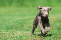 Tanker AKC , a male Labrador Retriever for sale in Grand Rapids, MI – 2 of 5