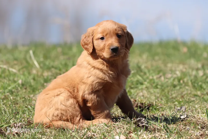 Carrot Cake AKC  – Golden Retriever puppy for sale in Grand Rapids, MI