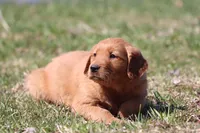 Carrot Cake AKC , a female Golden Retriever for sale in Grand Rapids, MI – Photo 6 of 6