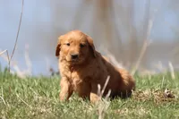 Carrot Cake AKC , a female Golden Retriever for sale in Grand Rapids, MI – Photo 3 of 6