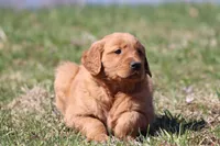 Carrot Cake AKC , a female Golden Retriever for sale in Grand Rapids, MI – Photo 5 of 6