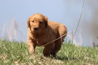 Carrot Cake AKC , a female Golden Retriever for sale in Grand Rapids, MI – Photo 4 of 6