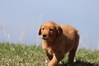 Carrot Cake AKC , a female Golden Retriever for sale in Grand Rapids, MI – Photo 2 of 6