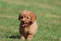 Barkley , a male Miniature Goldendoodle for sale in Grand Rapids, MI – 2 of 5