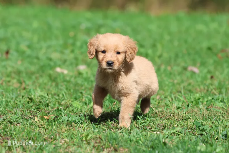 Twinkie AKC – Golden Retriever puppy for sale in Grand Rapids, MI