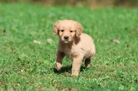 Twinkie AKC, a male Golden Retriever for sale in Grand Rapids, MI – 1 of 6
