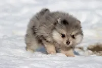 Locket , a female Pomeranian for sale in Grand Rapids, MI – Photo 5 of 5