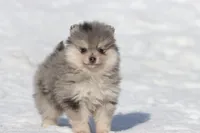 Locket , a female Pomeranian for sale in Grand Rapids, MI – Photo 2 of 5