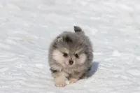 Locket , a female Pomeranian for sale in Grand Rapids, MI – Photo 3 of 5