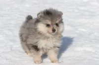 Locket , a female Pomeranian for sale in Grand Rapids, MI – Photo 4 of 5