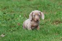 Marbles, a female Miniature Dachshund for sale in Grand Rapids, MI – 4 of 7