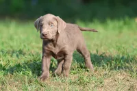 Lavender AKC , a female Labrador Retriever for sale in Grand Rapids, MI – 3 of 5