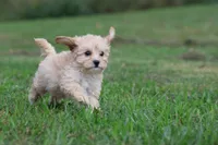 Baxter, a male Cavapoo for sale in Grand Rapids, MI – 4 of 8
