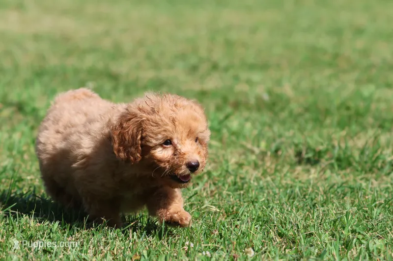 Barkley  – Miniature Goldendoodle puppy for sale in Grand Rapids, MI