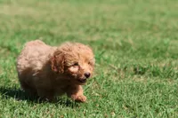 Barkley , a male Miniature Goldendoodle for sale in Grand Rapids, MI – 1 of 5