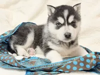 processed/8879fee5-4071-4343-86e7-67b54bb40ec8/listing/f7969c2b-74ed-4bd1-a40e-d208aeebbffb/3a73e735-2890-49ab-9355-d6adb32f85e0