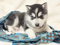 processed/8879fee5-4071-4343-86e7-67b54bb40ec8/listing/f7969c2b-74ed-4bd1-a40e-d208aeebbffb/5c152a26-52c1-448f-a1b2-5405ec65fe2c