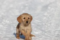 Dixie AKC, a female Golden Retriever for sale in Grand Rapids, MI – Photo 2 of 5