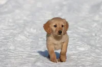 Dixie AKC, a female Golden Retriever for sale in Grand Rapids, MI – Photo 5 of 5