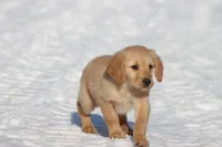 Dixie AKC, a female Golden Retriever for sale in Grand Rapids, MI – Photo 4 of 5