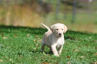 Banana Cream Pie AKC, a female Labrador Retriever for sale in Grand Rapids, MI – 2 of 7