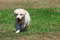 Monty, a male Golden Retriever and English Cream Golden Retriever for sale in Grand Rapids, MI – 3 of 6