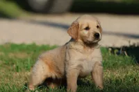RUGER, a male Golden Retriever and Miniature Golden Retriever for sale in Grand Rapids, MI – 6 of 6