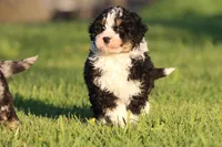 Tux, a male Aussiedoodle and Miniature Aussiedoodle for sale in Grand Rapids, MI – Photo 2 of 4