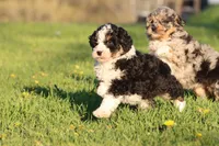 Tux, a male Aussiedoodle and Miniature Aussiedoodle for sale in Grand Rapids, MI – Photo 3 of 4