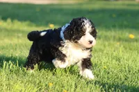 Tux, a male Aussiedoodle and Miniature Aussiedoodle for sale in Grand Rapids, MI – Photo 4 of 4