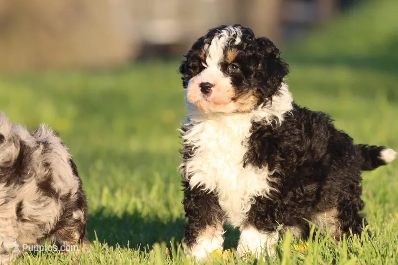 Tux – Aussiedoodle, Miniature Aussiedoodle puppy for sale in Grand Rapids, MI