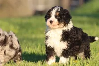Tux, a male Aussiedoodle and Miniature Aussiedoodle for sale in Grand Rapids, MI – Photo 1 of 4