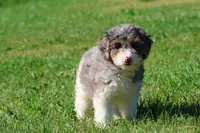 Blueberry Muffins , a male Miniature Bernedoodle for sale in Grand Rapids, MI – 3 of 5