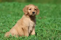 Bear AKC , a male Golden Retriever for sale in Grand Rapids, MI – 2 of 6