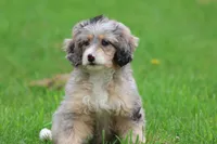 Sweet Tart, a female Miniature Bernedoodle for sale in Grand Rapids, MI – 4 of 5