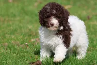 Snickerdoodles, a female Miniature Bernedoodle for sale in Grand Rapids, MI – 6 of 6