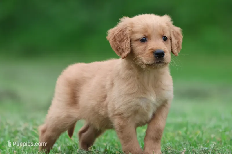 Reese AKC  – Golden Retriever puppy for sale in Grand Rapids, MI
