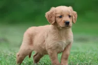 Reese AKC , a male Golden Retriever for sale in Grand Rapids, MI – 1 of 5