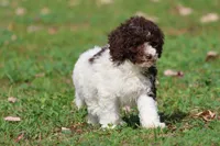 Snickerdoodles, a female Miniature Bernedoodle for sale in Grand Rapids, MI – 5 of 6