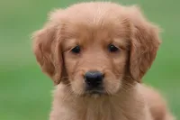 Richie AKC , a male Golden Retriever for sale in Grand Rapids, MI – 2 of 6