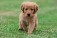 Richie AKC , a male Golden Retriever for sale in Grand Rapids, MI – 6 of 6