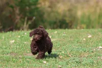 Truffles, a female Miniature Bernedoodle for sale in Grand Rapids, MI – 6 of 7