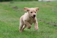 Jolly Ranchers AKC , a male Labrador Retriever for sale in Grand Rapids, MI – 5 of 5