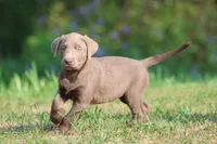 Lavender AKC , a female Labrador Retriever for sale in Grand Rapids, MI – 2 of 5