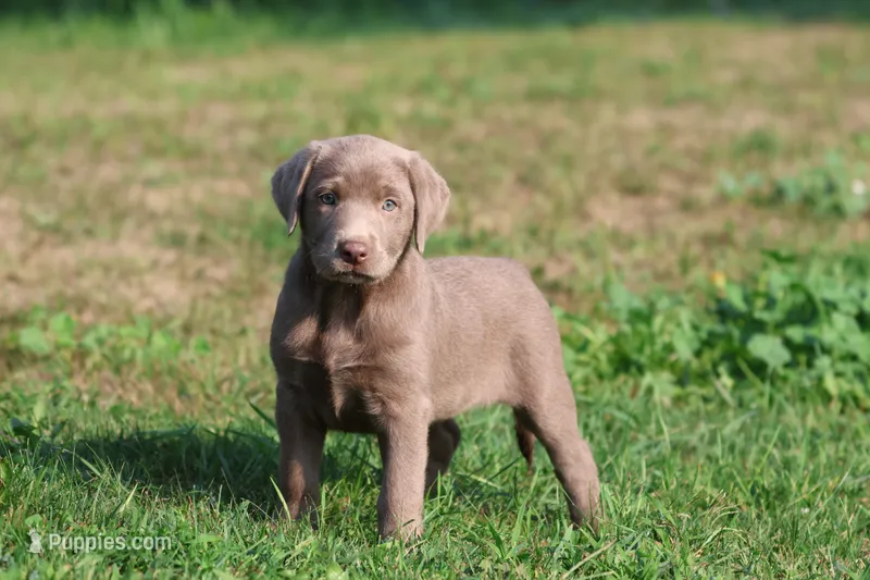 Dallas – Labrador Retriever puppy for sale in Grand Rapids, MI